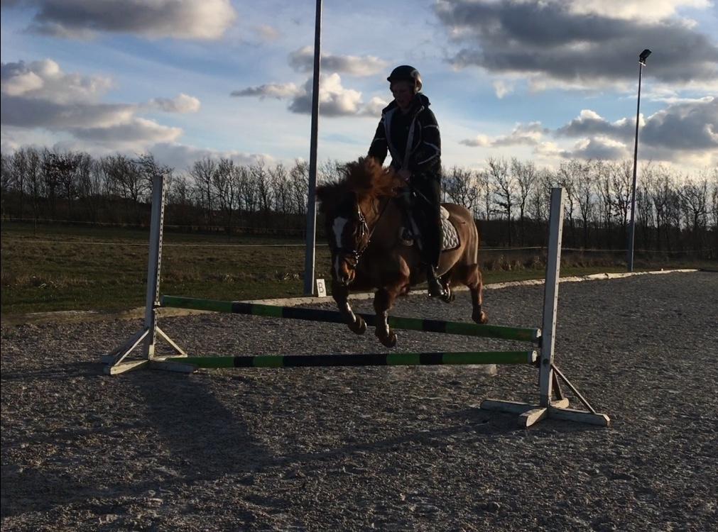 Islænder Sleipnir "Ponze"  billede 17