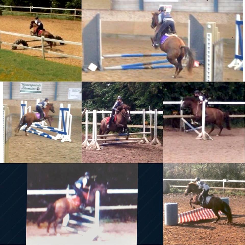 New Forest Kærgaardens Chili billede 12