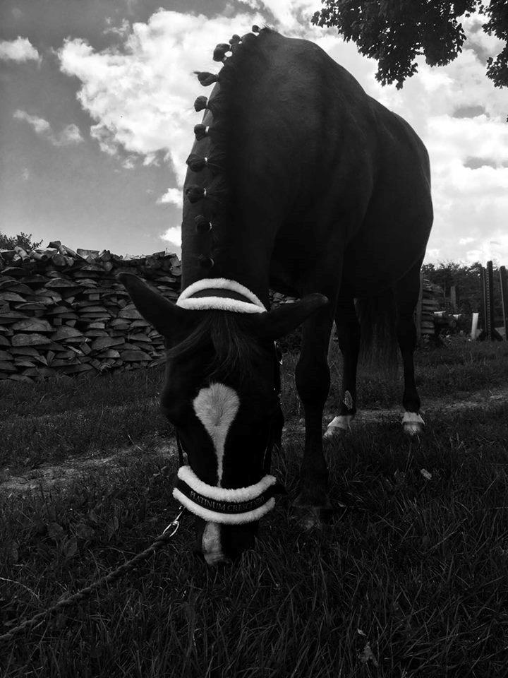 New Forest Kærgaardens Chili billede 7