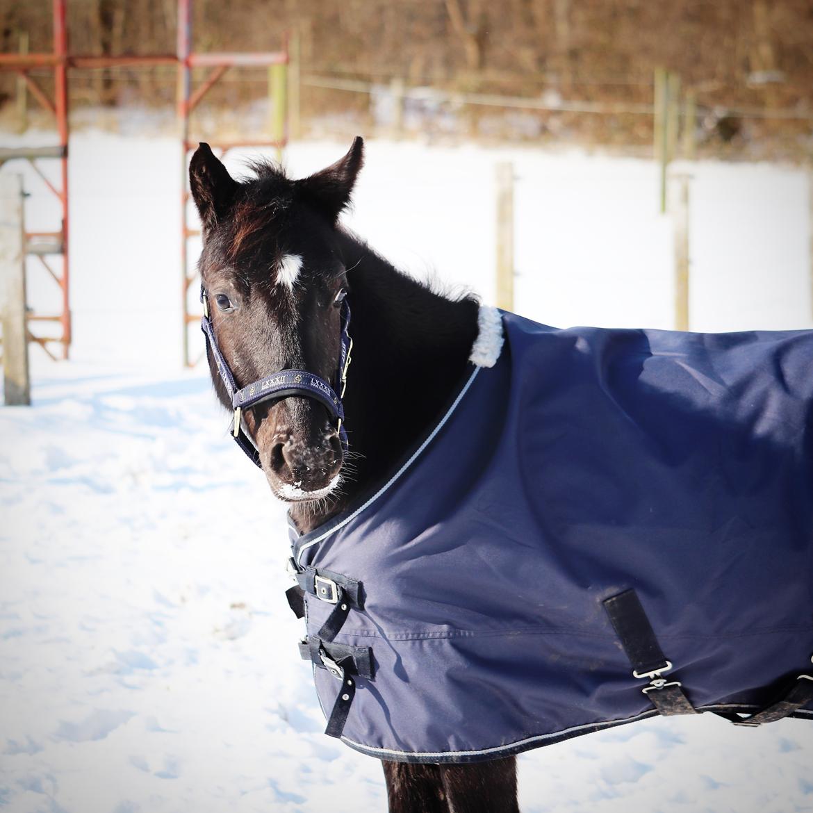 Anden særlig race Sisse knabstrupper-blanding billede 3