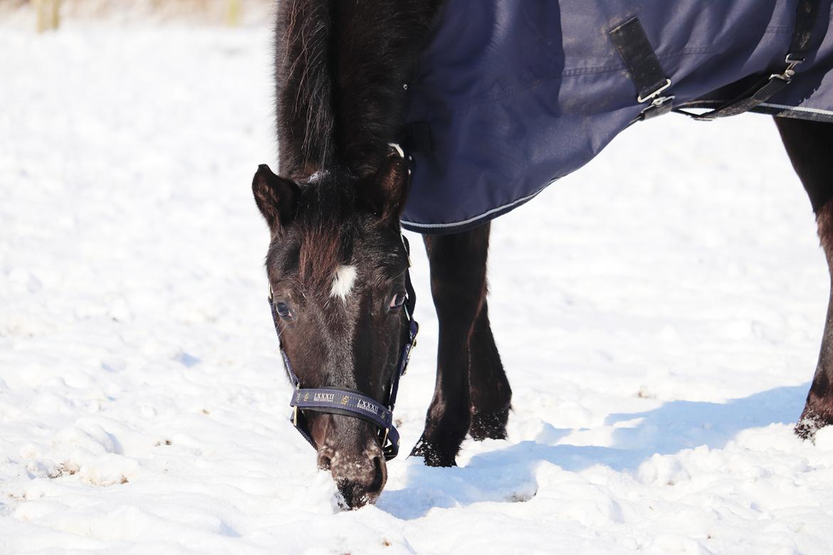 Anden særlig race Sisse knabstrupper-blanding billede 6