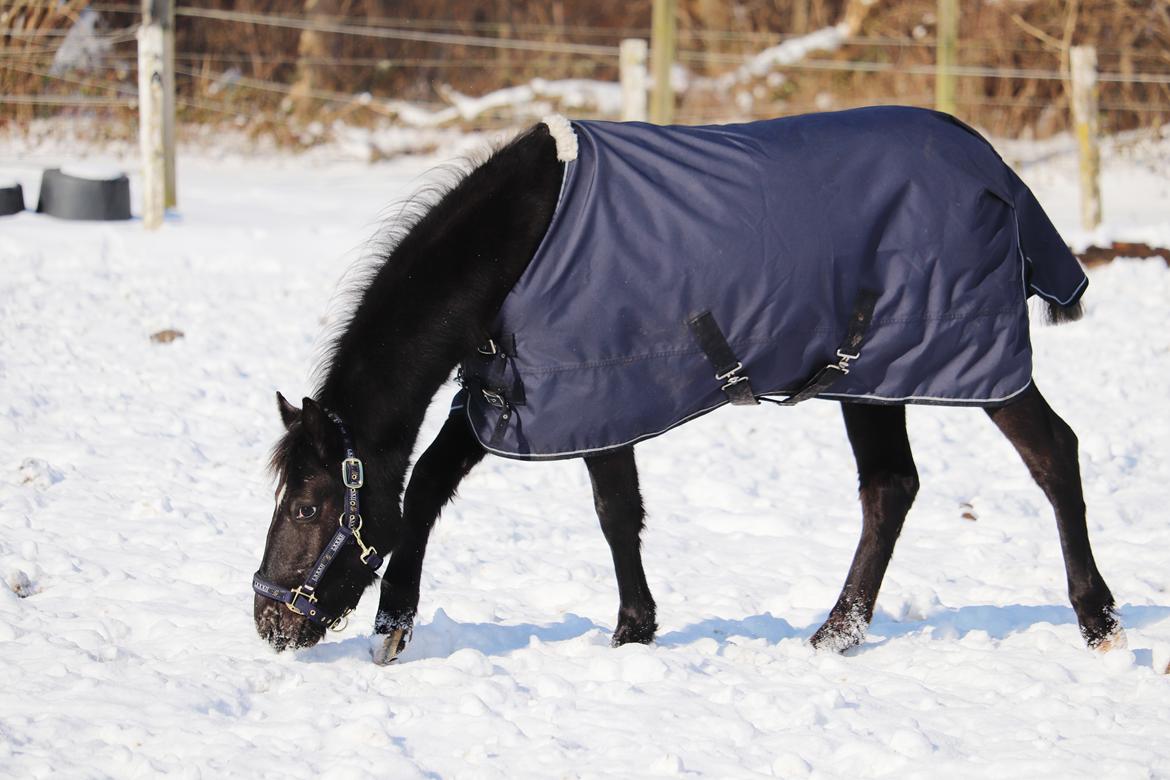 Anden særlig race Sisse knabstrupper-blanding billede 4