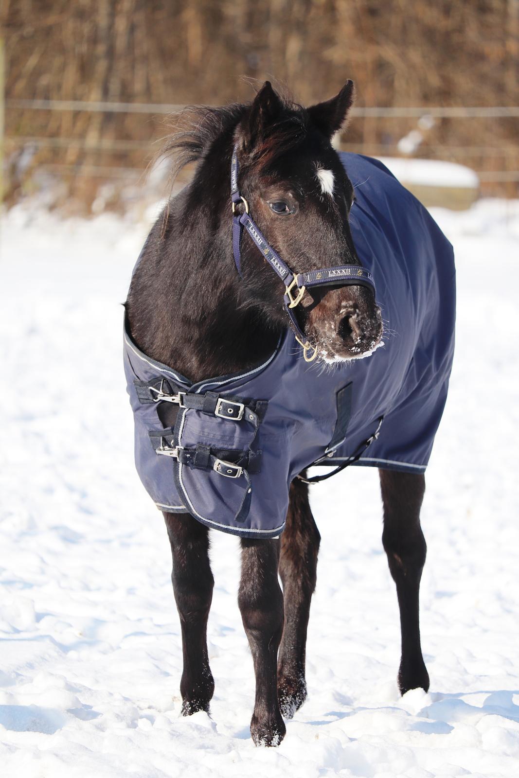 Anden særlig race Sisse knabstrupper-blanding billede 7