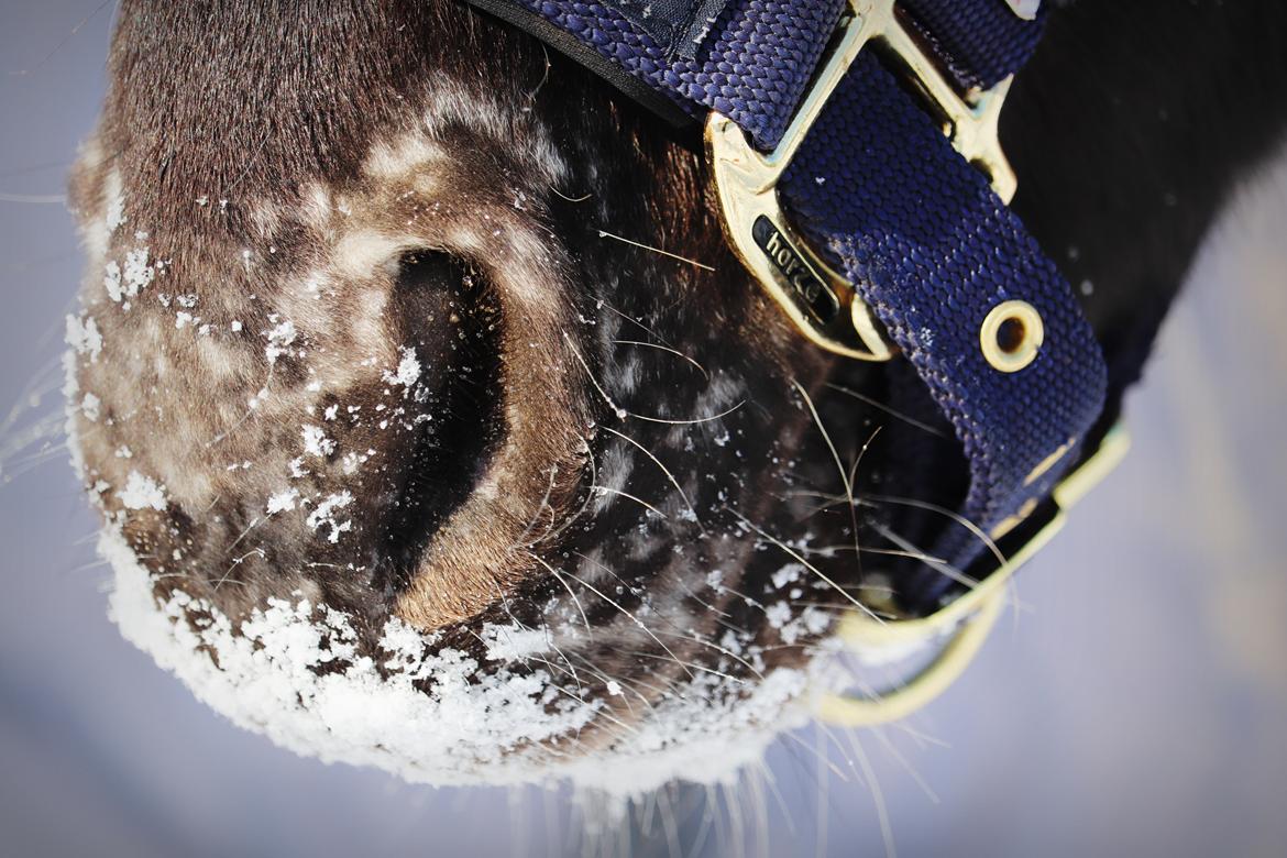 Anden særlig race Sisse knabstrupper-blanding billede 19