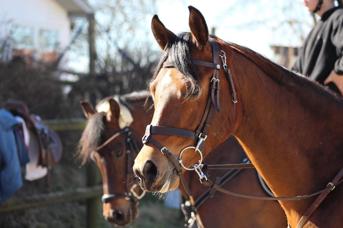 DSP Vigogaard's avatar billede 11