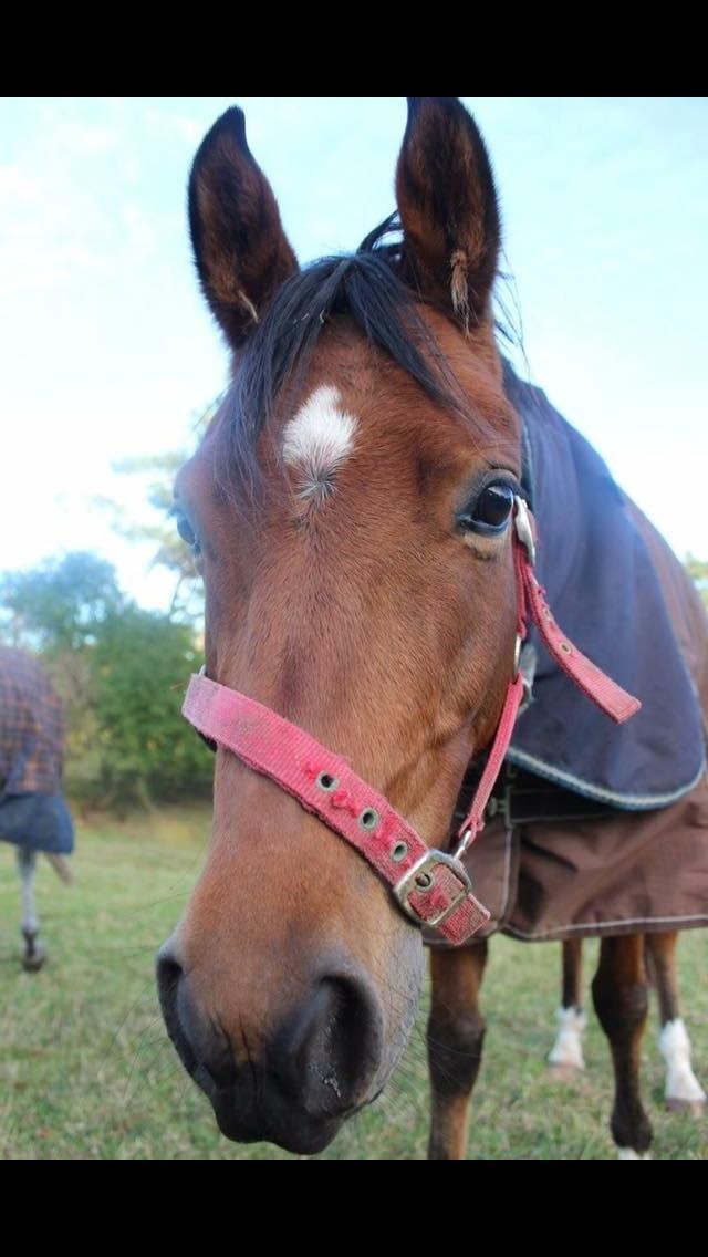 DSP Vigogaard's avatar billede 16