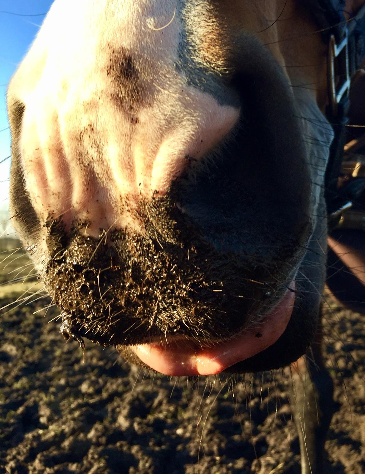 Anden særlig race Charmeur billede 10
