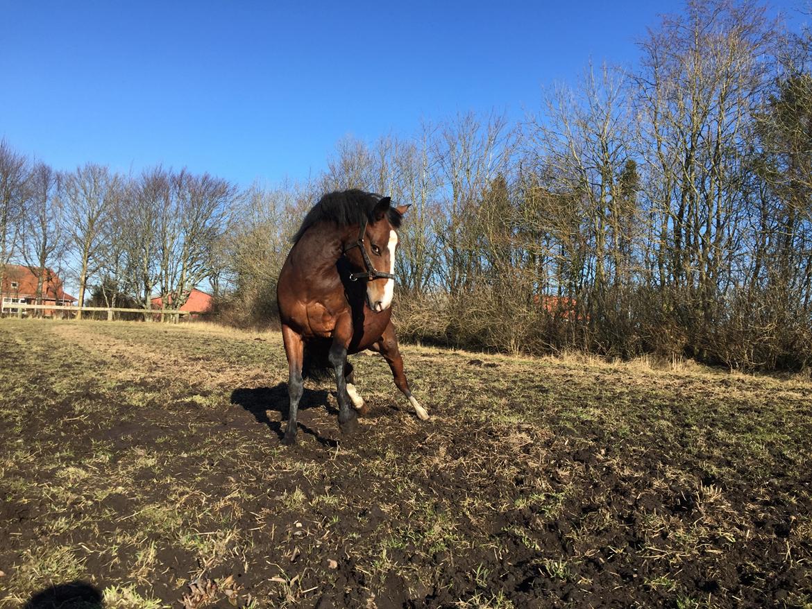 Anden særlig race Charmeur billede 14