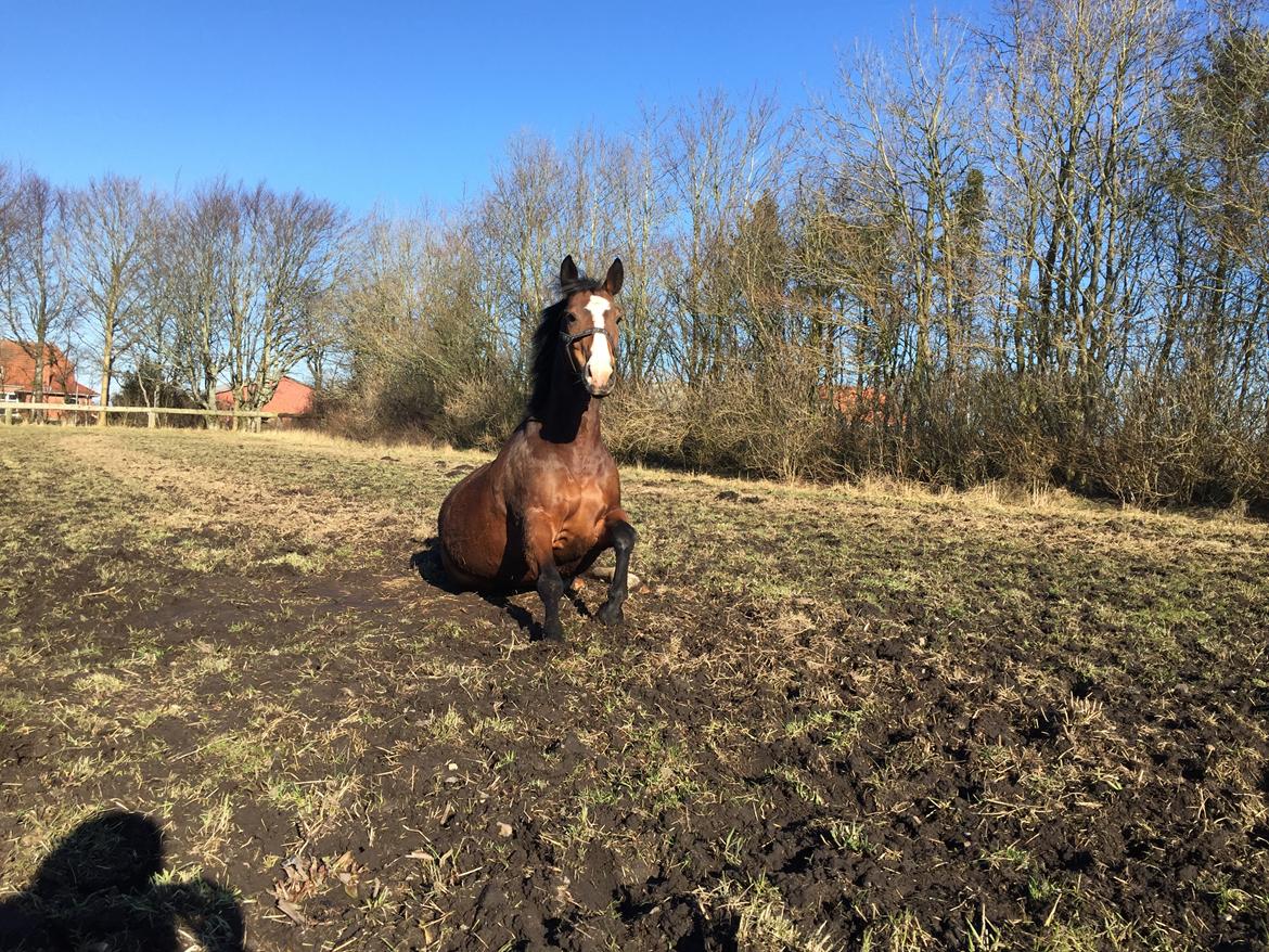 Anden særlig race Charmeur billede 11