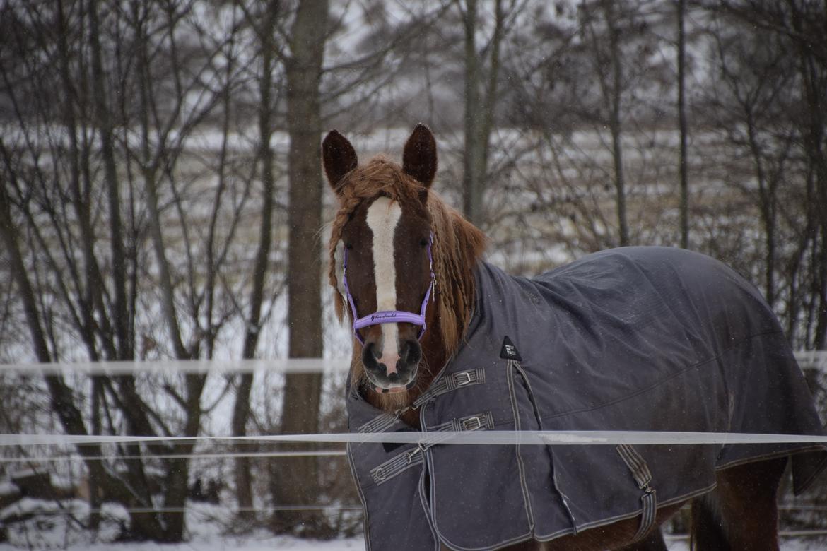 Jyde Helena billede 10