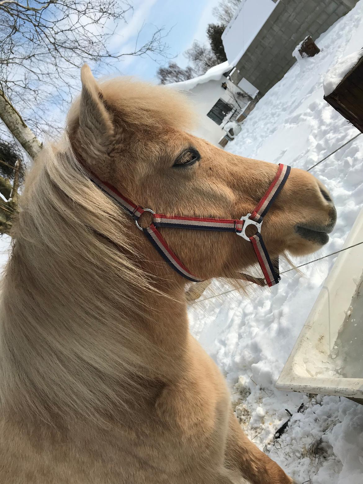 Islænder Jònina fra Isafold  billede 5