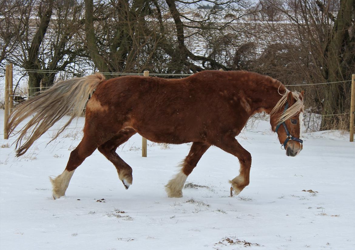 Welsh Cob (sec D) Lillelund's miss harmonie billede 2