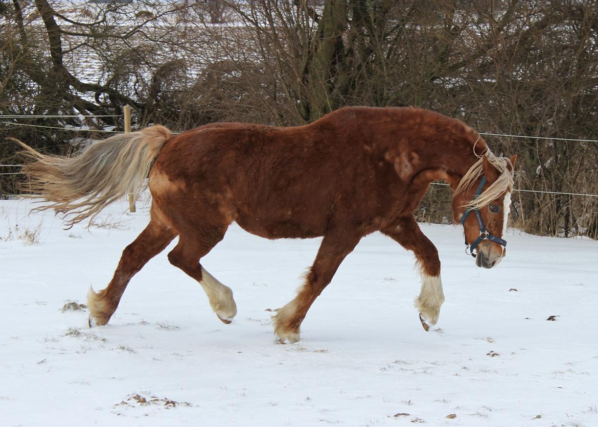 Welsh Cob (sec D) Lillelund's miss harmonie billede 1