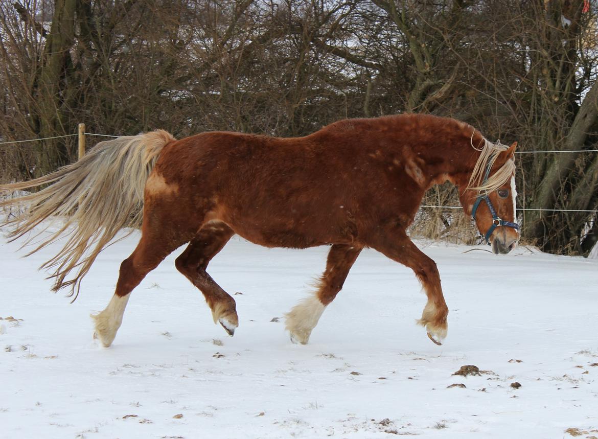 Welsh Cob (sec D) Lillelund's miss harmonie billede 3