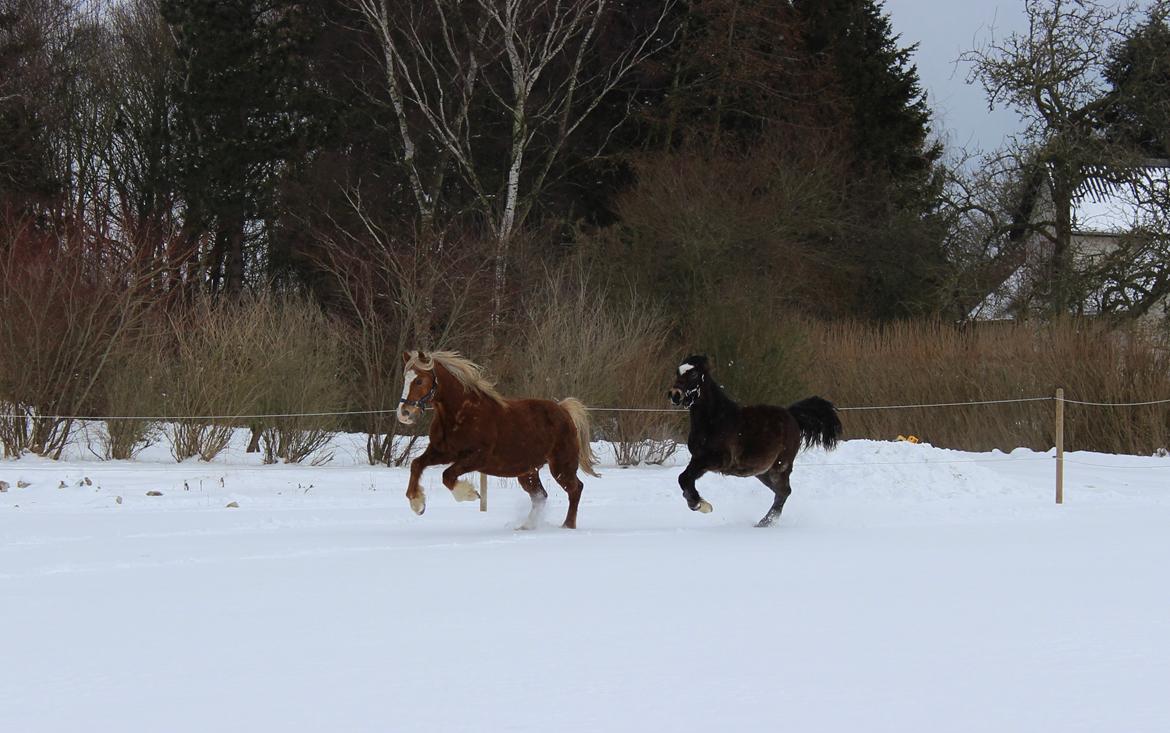 Welsh Cob (sec D) Lillelund's miss harmonie billede 4