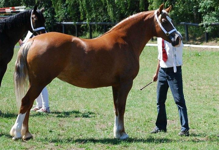 Welsh Cob (sec D) Lillelund's miss harmonie - Til kåring. billede 5