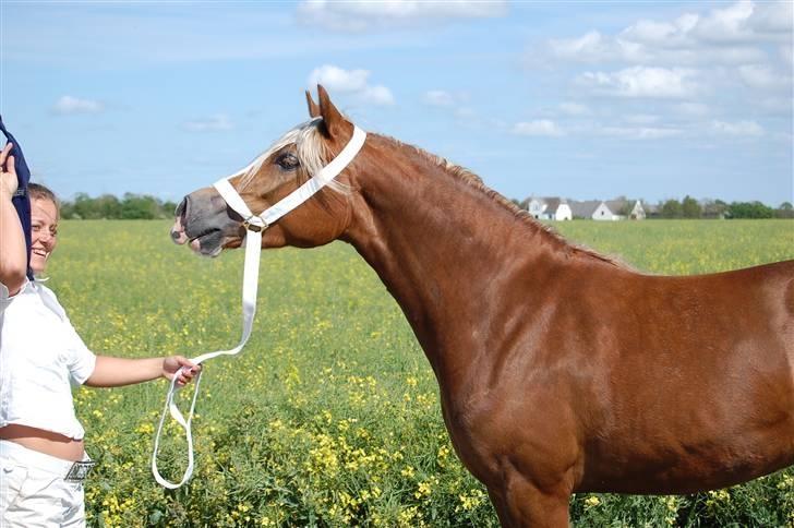 Welsh Cob (sec D) Lillelund's miss harmonie - Billed lånt af tidligere ejer til plagskue billede 6