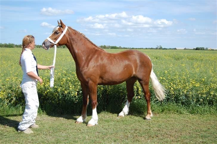 Welsh Cob (sec D) Lillelund's miss harmonie - Til plagskue.. lånt af tidligere ejer. billede 7