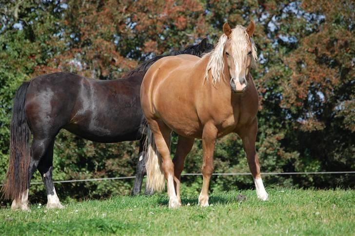 Welsh Cob (sec D) Lillelund's miss harmonie - Billed lånt af tidligere ejer.  billede 8