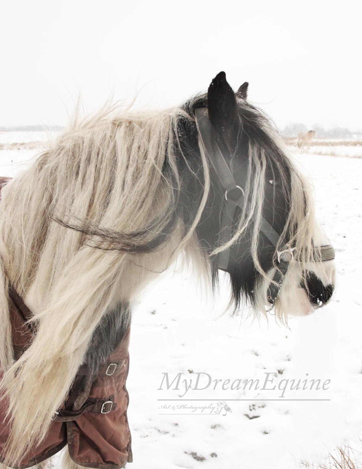 Irish Cob Luna ( Surprice Of Survivor) - Minus degrees billede 11