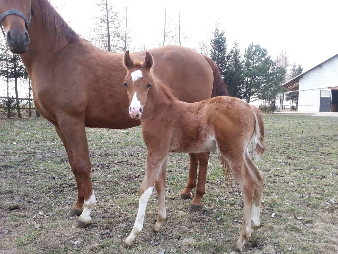 Arabisk fuldblod (OX) Edryll ox *2015-2019  - Baby Edryll <3 billede 19