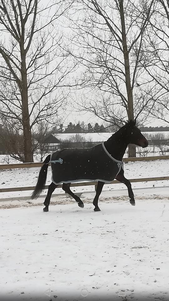 Connemara Egevangens Bailey billede 31
