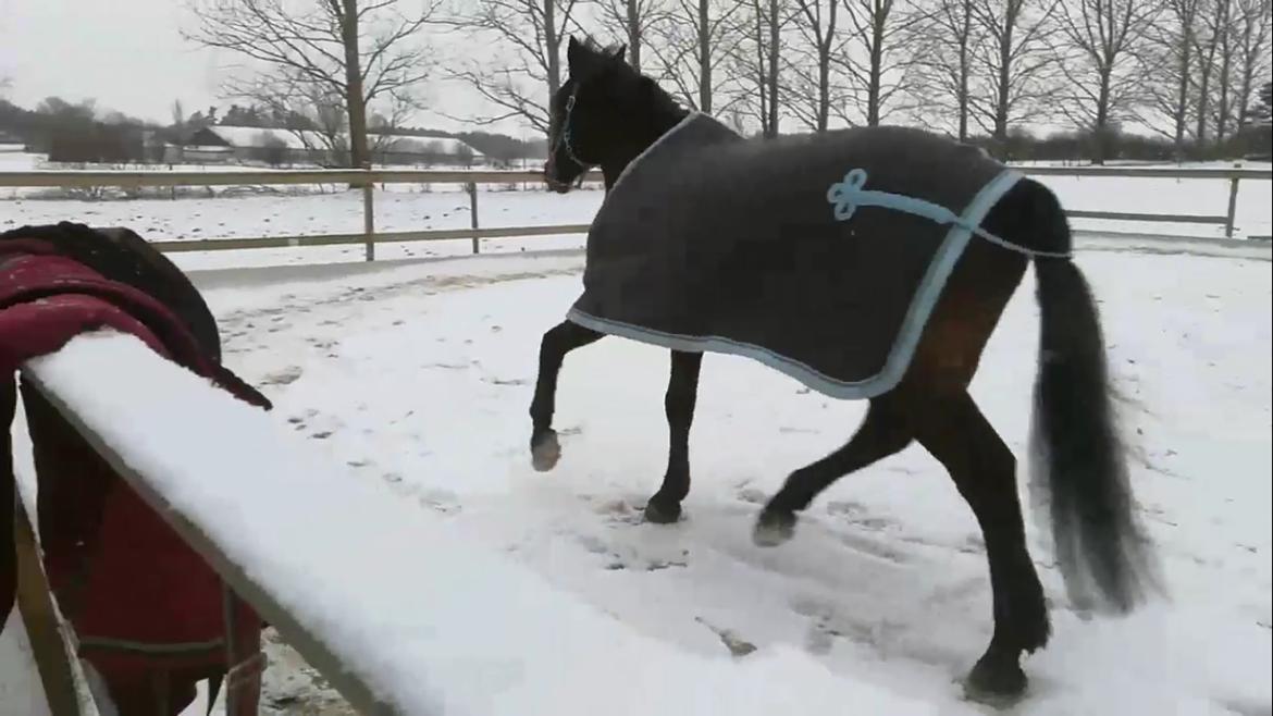 Connemara Egevangens Bailey billede 39