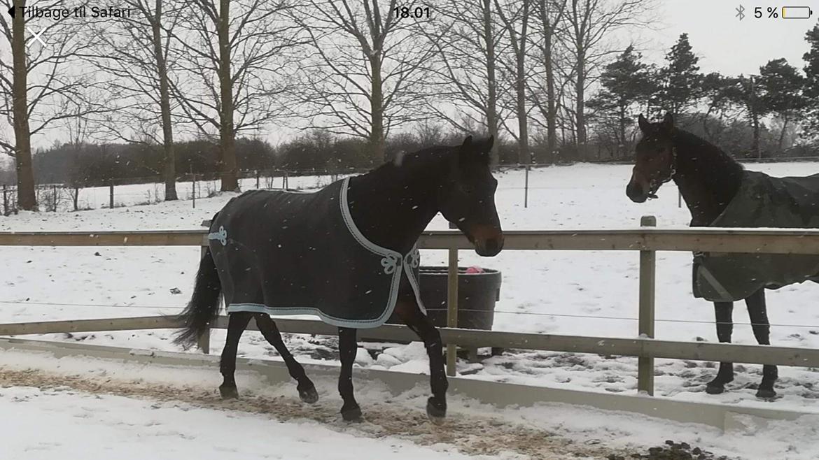 Connemara Egevangens Bailey billede 45