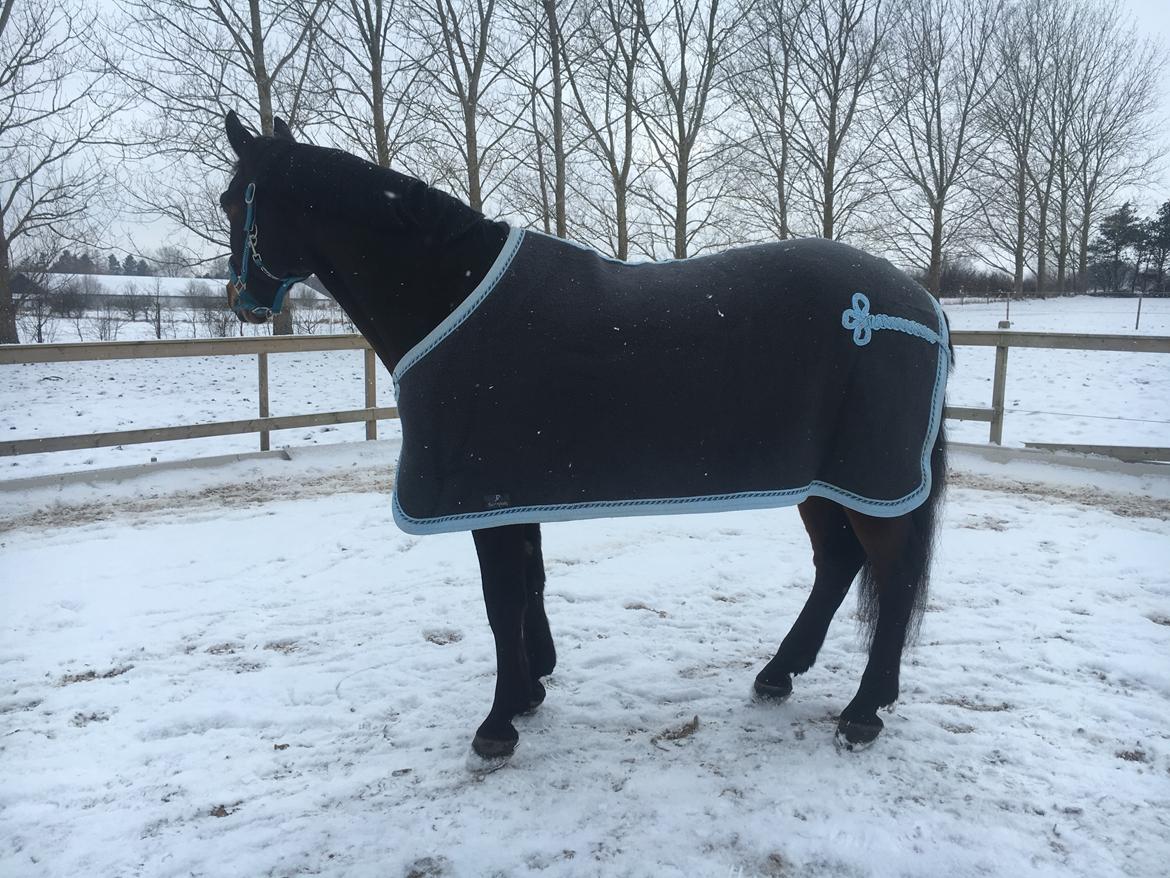 Connemara Egevangens Bailey billede 48