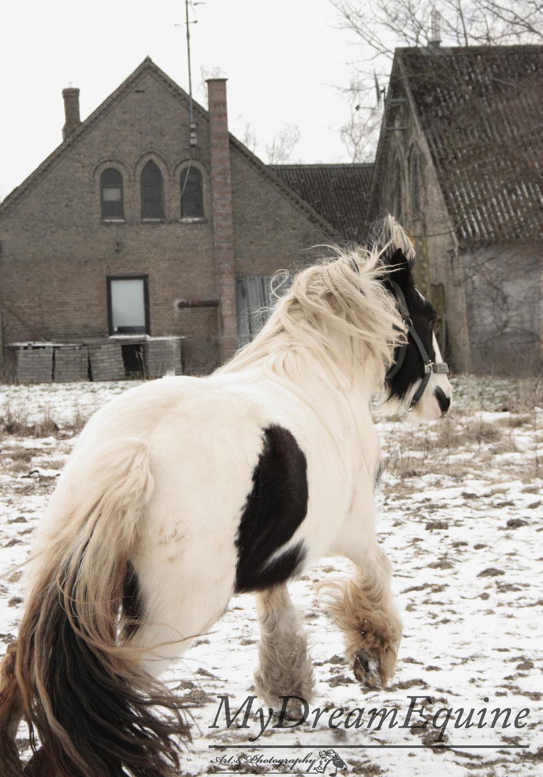 Irish Cob Luna ( Surprice Of Survivor) - Vrooom! <3 billede 16