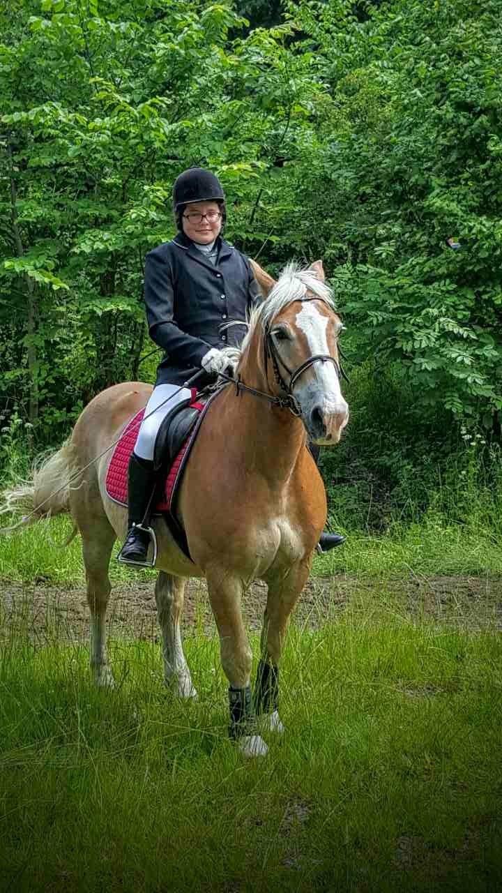 Haflinger Heraus  billede 11