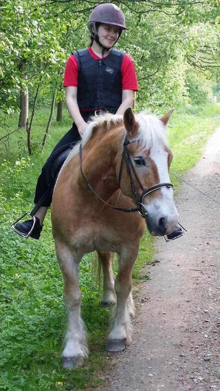 Haflinger Heraus  billede 14
