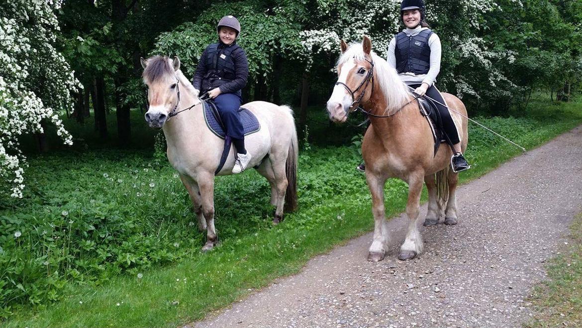 Haflinger Heraus  billede 17