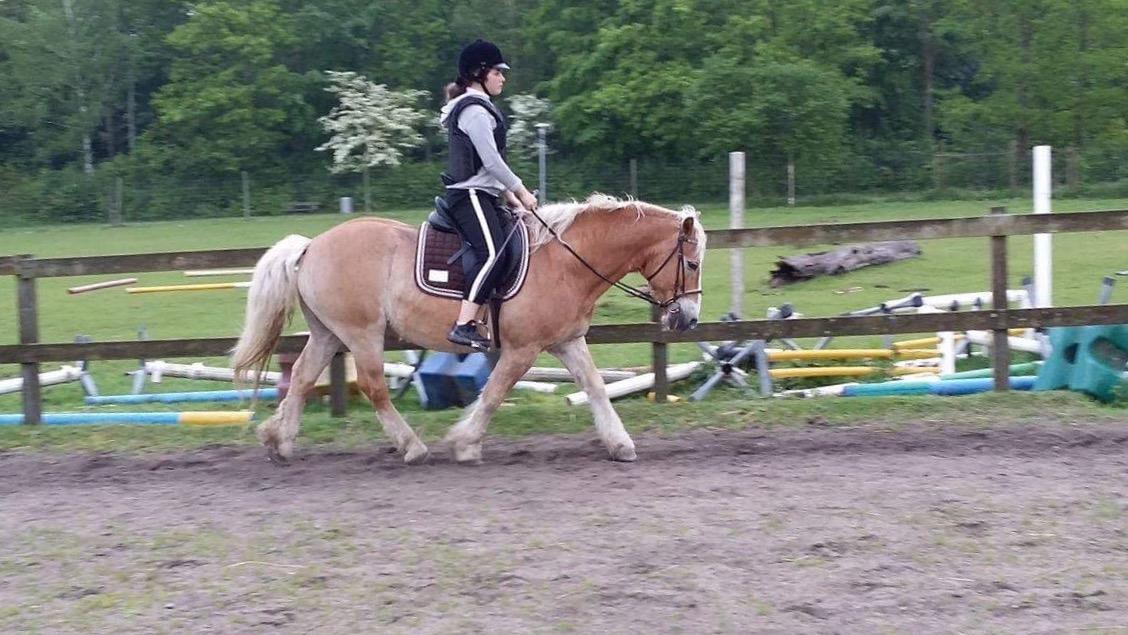 Haflinger Heraus  billede 20