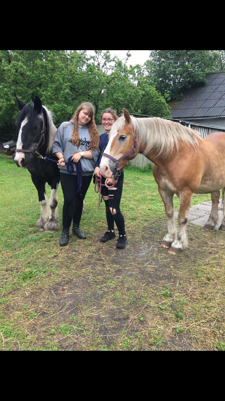 Haflinger Heraus  billede 13