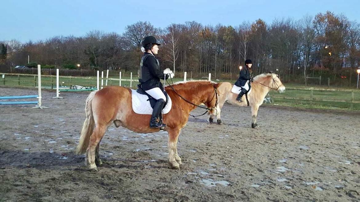 Haflinger Heraus  billede 18