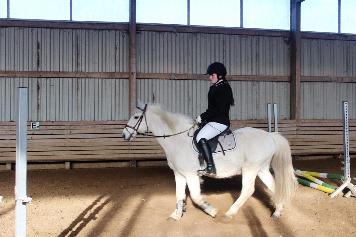 Anden særlig race Luckystar billede 12