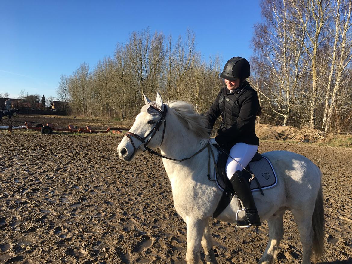 Anden særlig race Luckystar billede 11