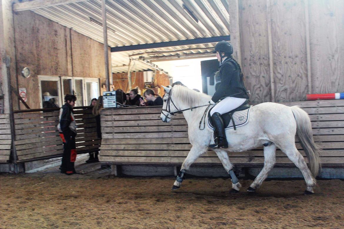 Anden særlig race Luckystar billede 14