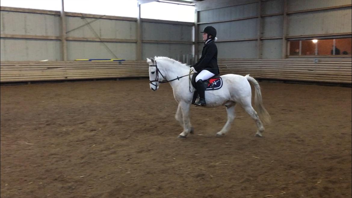 Anden særlig race Luckystar billede 15