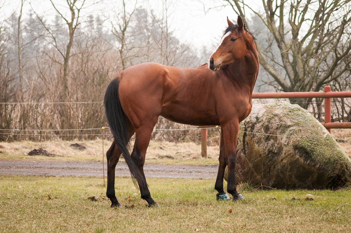 Fuldblod (XX) Amazing Power billede 2