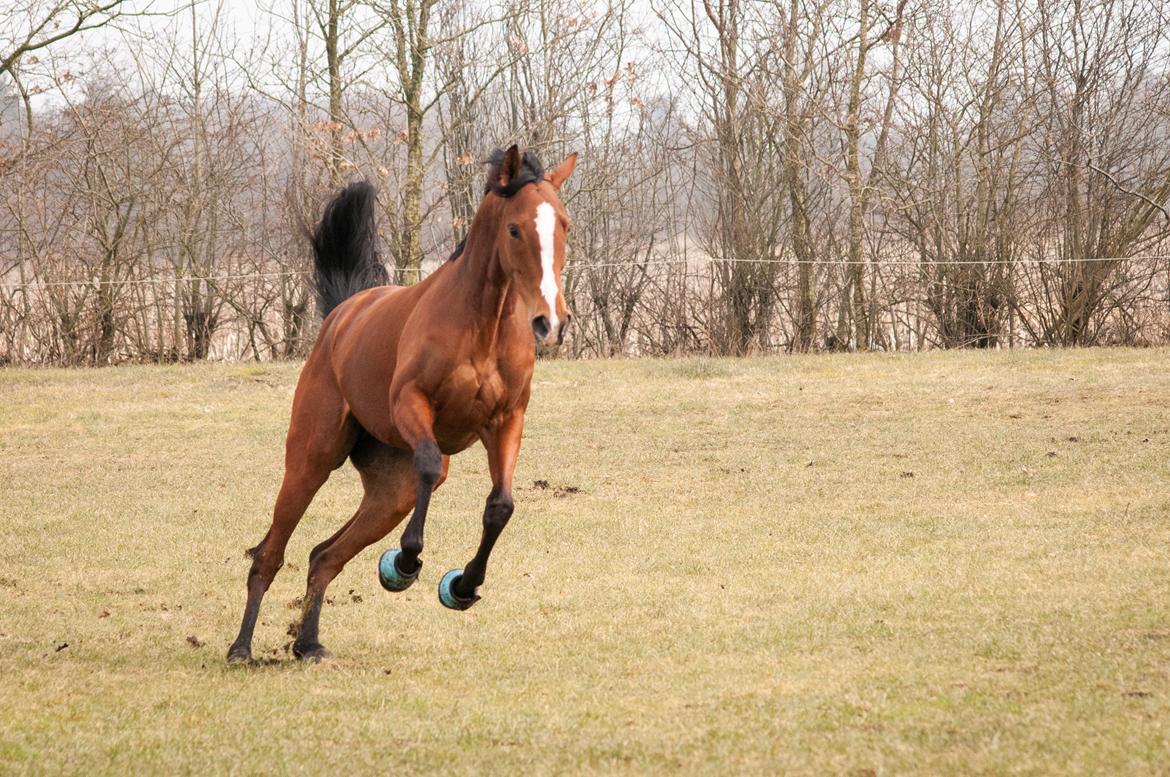 Fuldblod (XX) Amazing Power billede 3