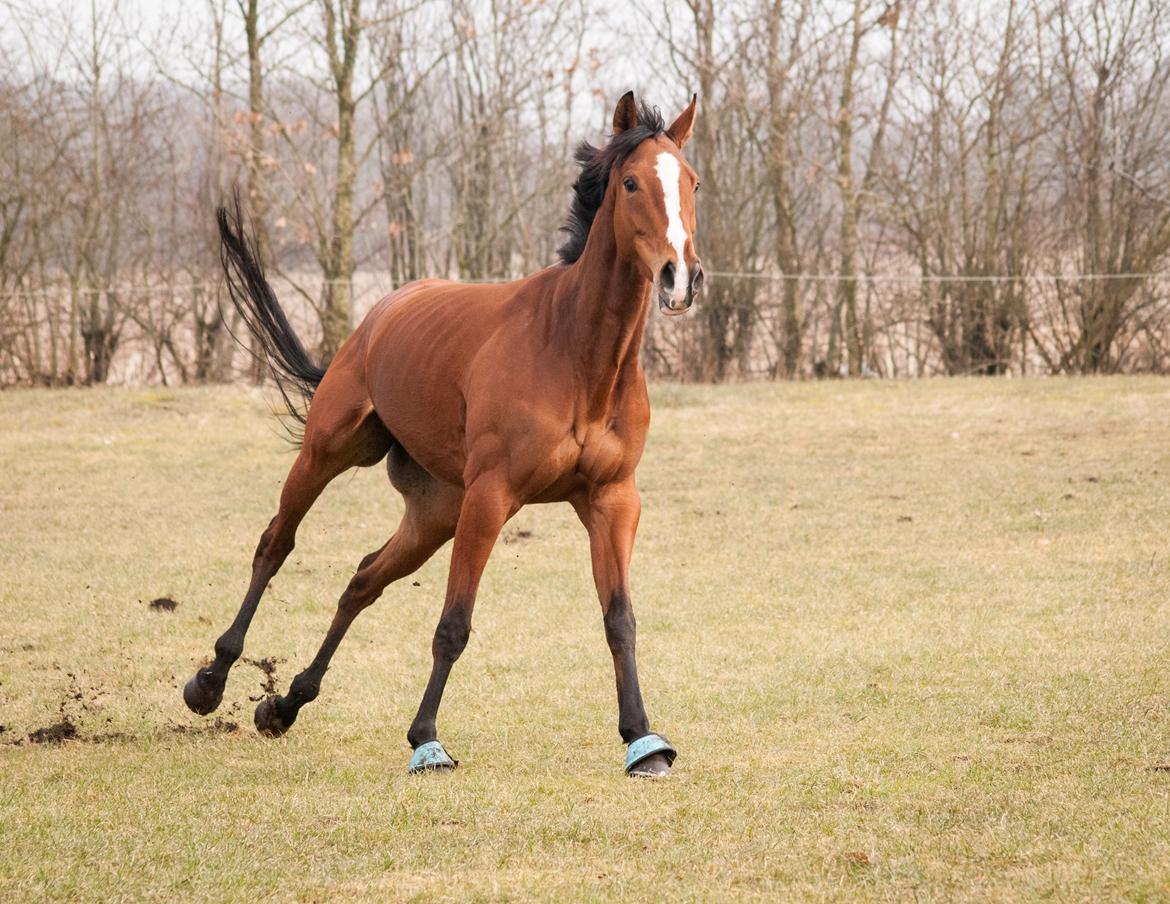 Fuldblod (XX) Amazing Power billede 4