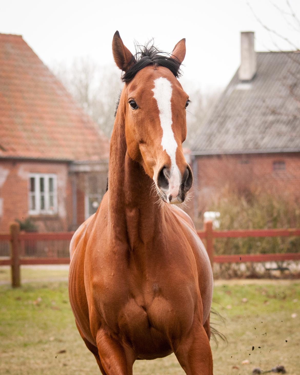 Fuldblod (XX) Amazing Power billede 1