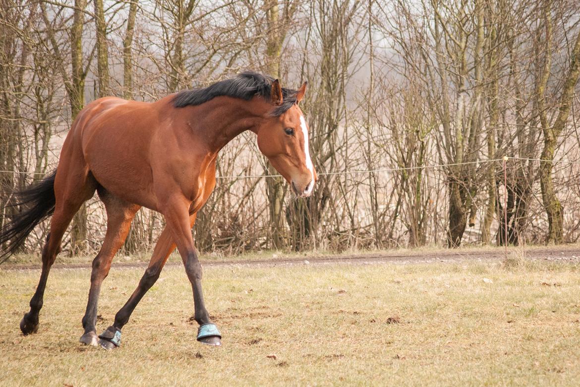 Fuldblod (XX) Amazing Power billede 6