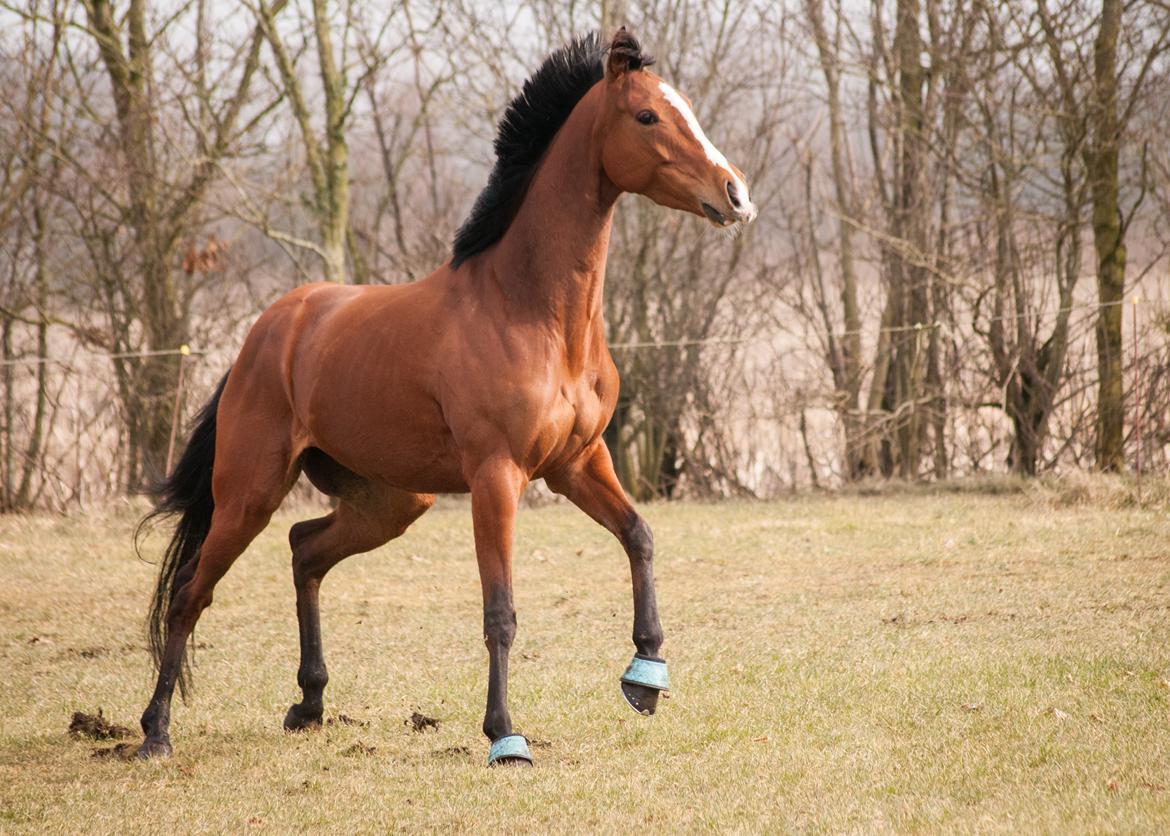 Fuldblod (XX) Amazing Power billede 5