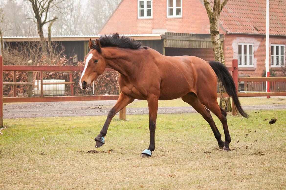 Fuldblod (XX) Amazing Power billede 7