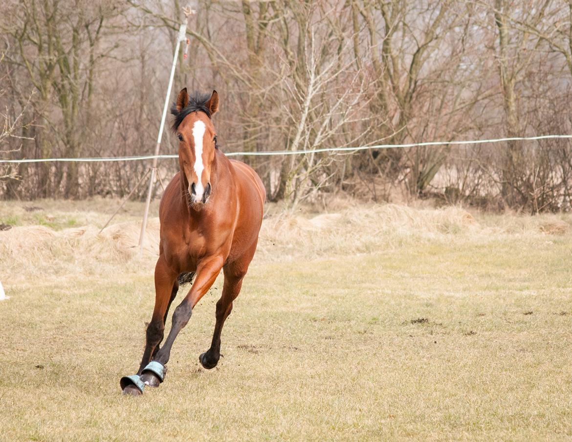 Fuldblod (XX) Amazing Power billede 8