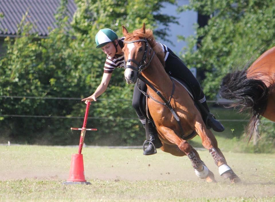 Anden særlig race Forint billede 12