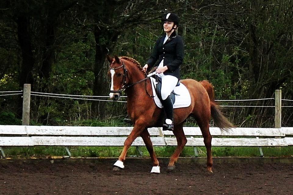 Anden særlig race Forint billede 3